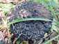 Pikkelyes tinóru (Strobilomyces strobilaceus), Mátra